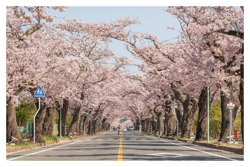 富岡町の写真